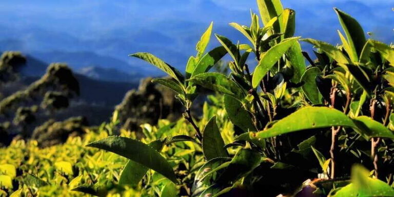Ella: Lipton's Seat Tour with Dambetanna Tea Factory Visit - Detailed Itinerary Breakdown