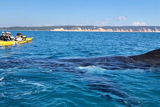 Epic Kayak With Dolphins & Wildlife - 4WD Beach Adventure Noosa - What Makes This Tour Stand Out?