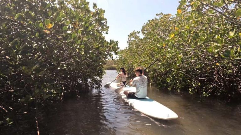 Epic Stand Up Paddle -Stingray & Mangrove Tour (Full Guided) - Key Points
