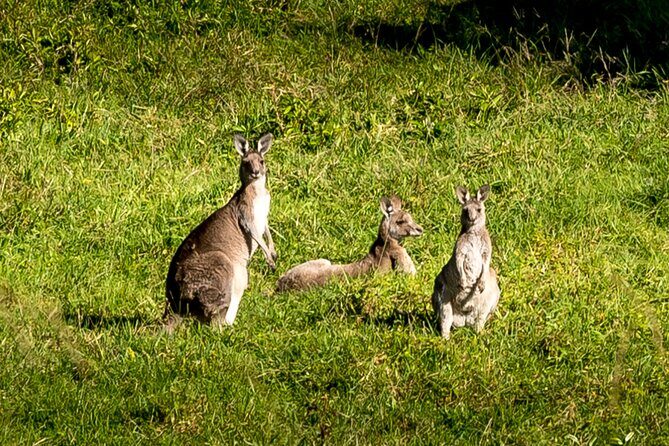 Escape Sydney: Sea Cliff Bridge, Wildlife, Kiama Coast Private - Why This Tour Offers Value