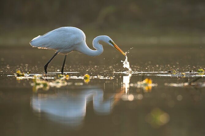 Everglades Explorer - Noosa Everglades Tour - Practical Details and Tips for Visitors