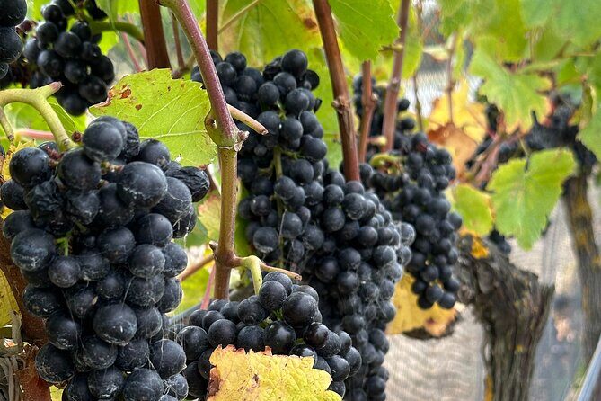 Exclusive Martinborough Wine Tour - Transportation and Group Size