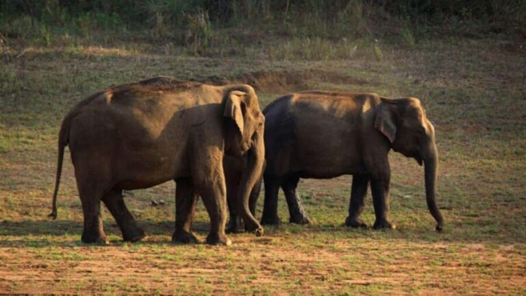 Exclusive, Periyar Wildlife Overnight Tour with Guide - What Makes This Tour Stand Out?