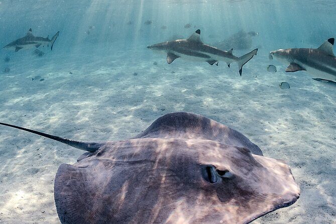Exclusive sunset excursion in the lagoon Shark rays - Price and Value Analysis