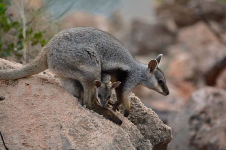 Exmouth: Full day Ningaloo in a Day tour - A Deep Dive into the Experience