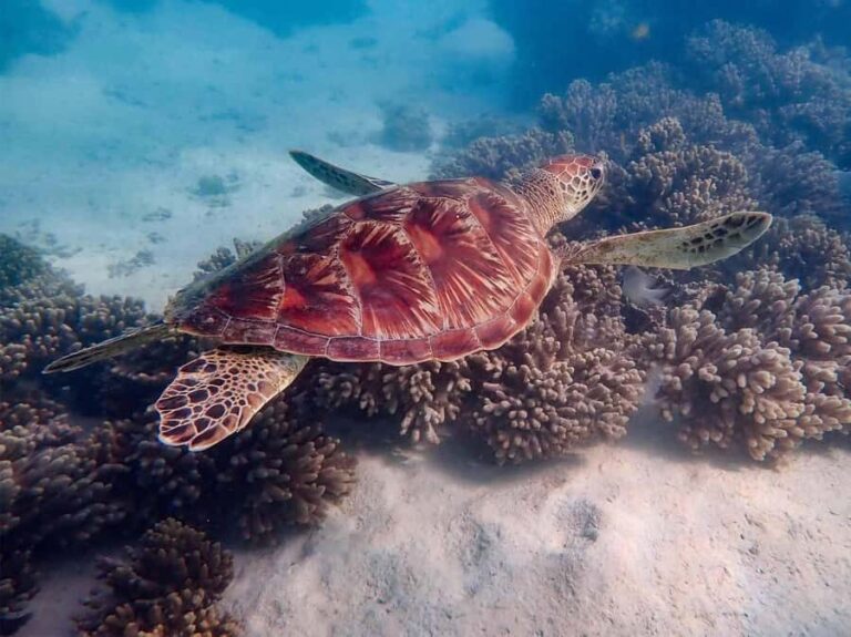 Exmouth: Guided Ningaloo Reef Snorkel Adventure - What Makes This Tour Stand Out