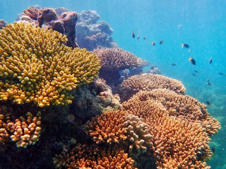 Exmouth: Lagoon Explorer - Full day kayak & Snorkel tour - Who Is This Tour Best For?
