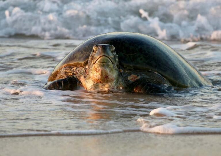 Exmouth: Summer Sunset Turtle Watching and Stargazing Tour - Who Will Love This Tour?
