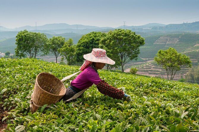 Experience Chengdu: Private Tea-Making Day Tour of Mengdingshan Tea Plantation - Practical Information and Tips