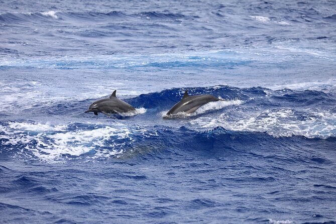 Experience Guam Dolphin Cruise - Practical Tips for Travelers