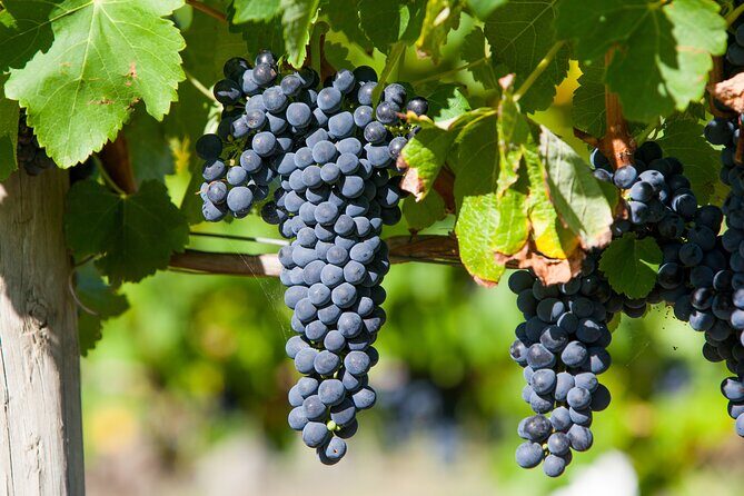 Experience Yarra Valley: A Tailored private Wine Journey - Final Thoughts
