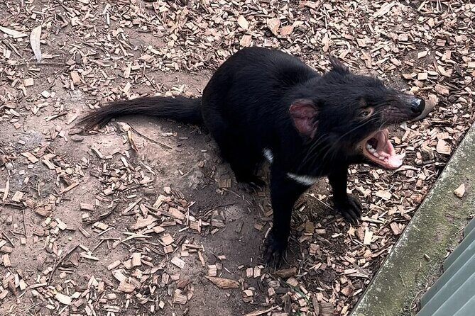 Explore Wildlife and Richmond Heritage Tour - Authentic Experiences and Worth Noting