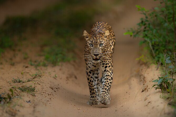 Explore Wilpattu National Park Private 4WD Tour - What Makes This Tour Stand Out?