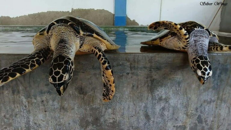 Exploring : Galle, Madu River & Turtle Hatchery Adventure - Practical Details and Value