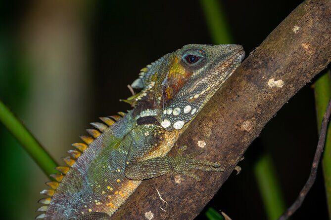 Family Night Walking Tour at Tropical Rainforest in Daintree - Who Would Love This Tour?