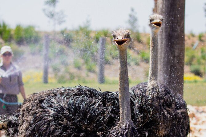 Featherdale Wildlife Park with Exclusive Private Transfers - Top Four Key Points