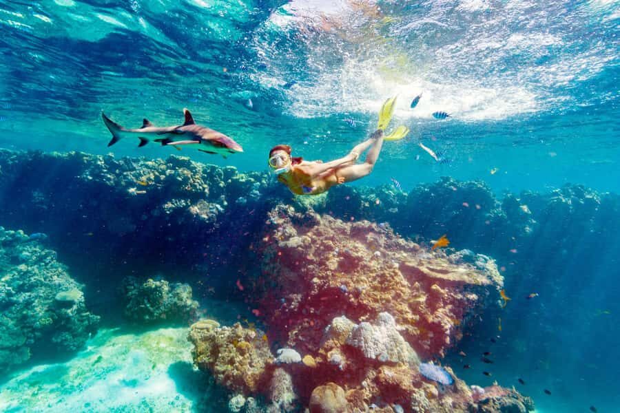 Fiji: Ultimate Encounters Snorkel with Sharks and Lunch - Snorkeling with Reef Sharks: An Unforgettable Encounter