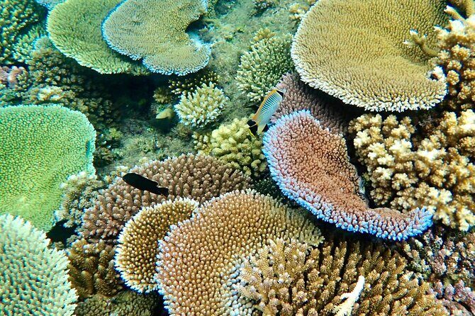 Fijis Best Dolphins tour and Snorkeling Adventure - Pricing and Value