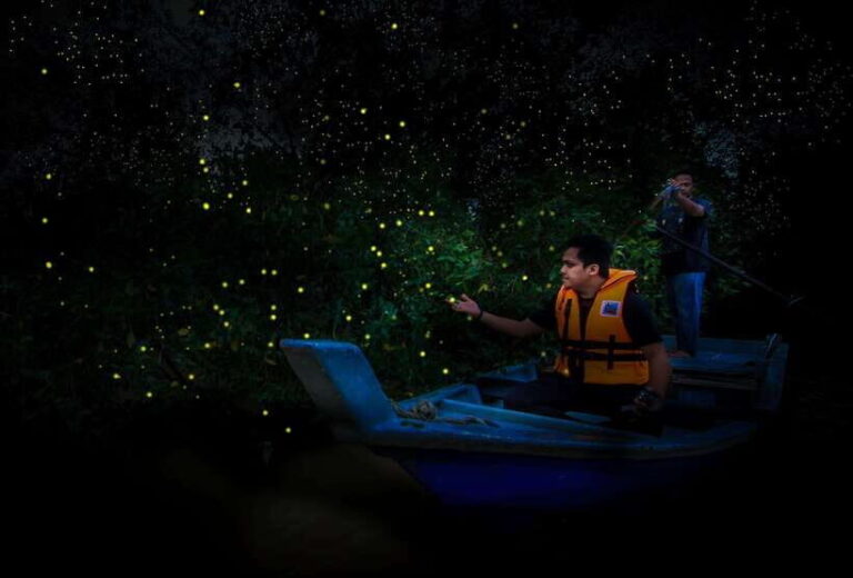 Firefly, Eagle Feeding, and Blue Tears Kuala Selangor Tour - A Closer Look at the Experience