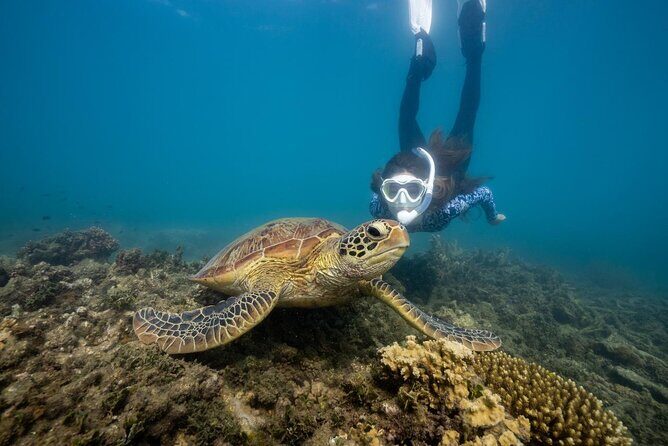 Fitzroy Island Day Trip 11am to 5pm Ferry INC Snorkel Equipment - What’s Included and What’s Not