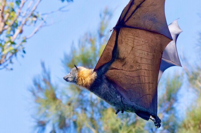 Flying Fox Experience, Thousands of Australia's Largest Bat - Why This Tour Offers Great Value