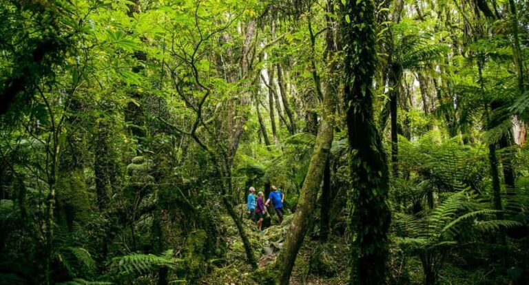 Fox Glacier: Half Day Walking & Nature Tour with Local Guide - What to Expect: Itinerary and Practical Details