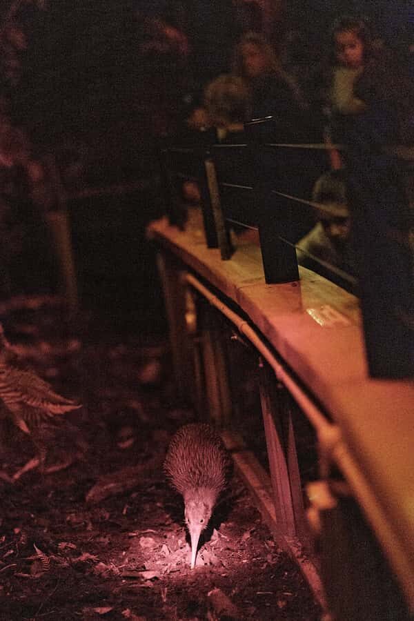 Franz Josef: West Coast Wildlife Centre Entry Ticket -48 hrs - The Experience in Action: What You Can Expect