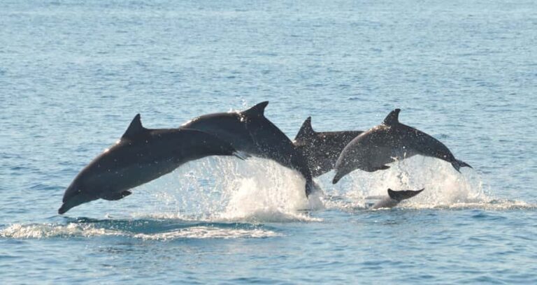 Fraser Island 4-Hour Eco-Sailing Adventure - The Bottom Line