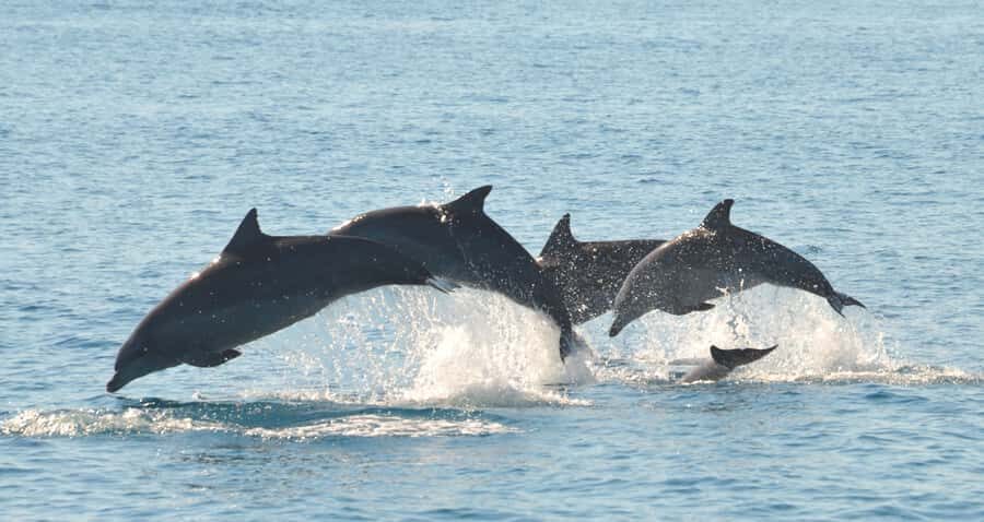 Fraser Island 4-Hour Eco-Sailing Adventure - The Bottom Line