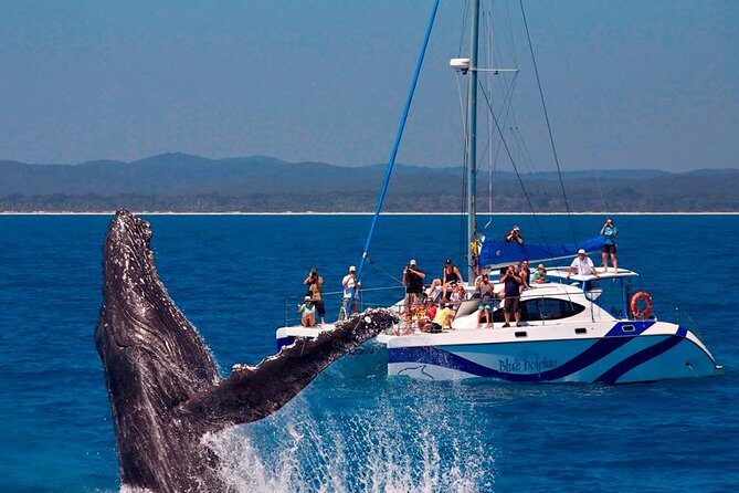 Fraser Island Whale Watch Encounter - Final Thoughts