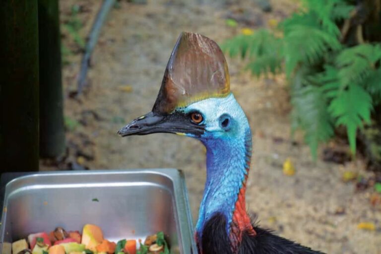 Friends in the Rainforest Package: Koala Gardens & Birdworld - The Overall Value