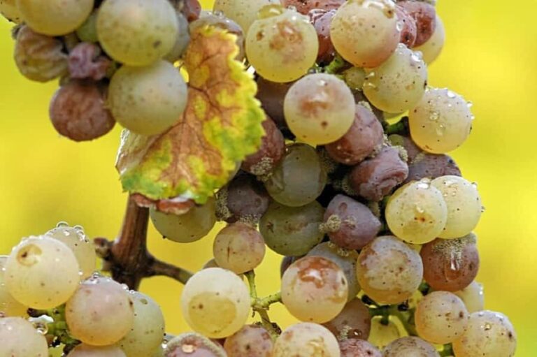From Adelaide: Clare Valley Winery Tour - Why This Tour Offers Great Value