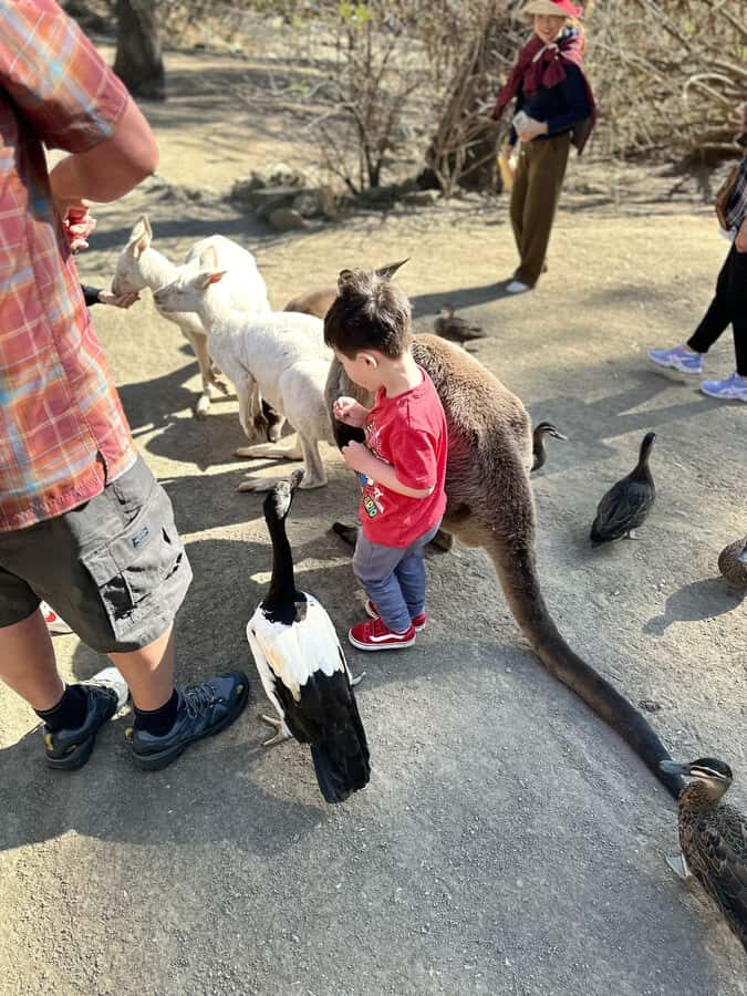 From Adelaide: Cuddle a Koala and Historic Hahndorf Tour - Who Will Love This Tour?