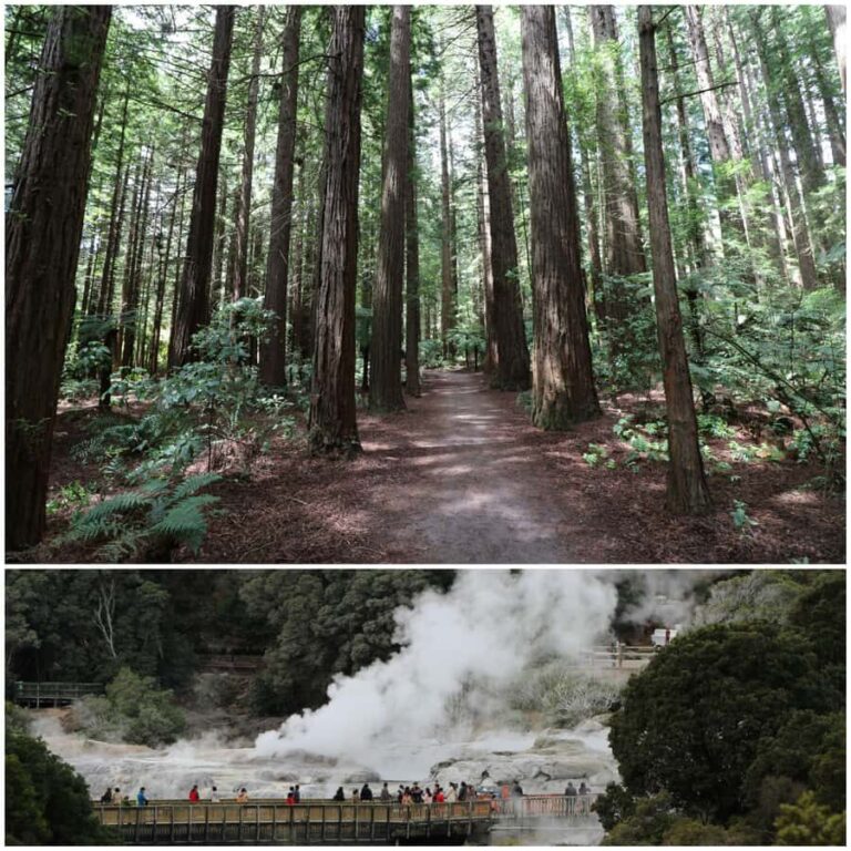 From Auckland: Day Trip to Rotorua with Optional extras - Pricing & Value