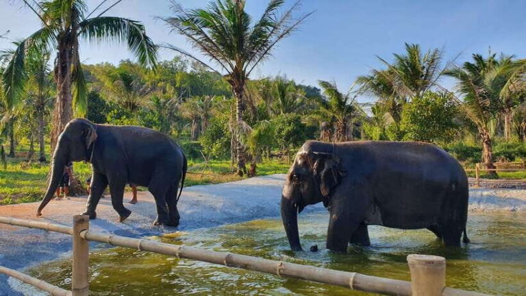 From Bangkok: Living Green Elephant Sanctuary Day Trip - The Value for Your Money