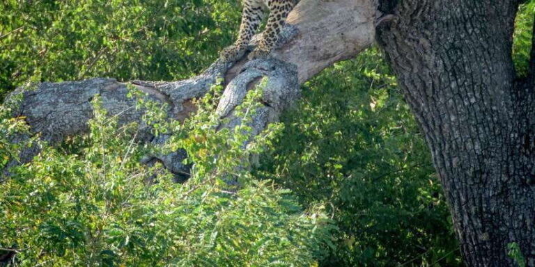 From Bentota: Full-Day Yala National Park Safari Tour - The Itinerary in Detail