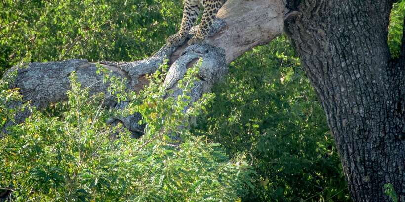 From Bentota: Full-Day Yala National Park Safari Tour - The Itinerary in Detail