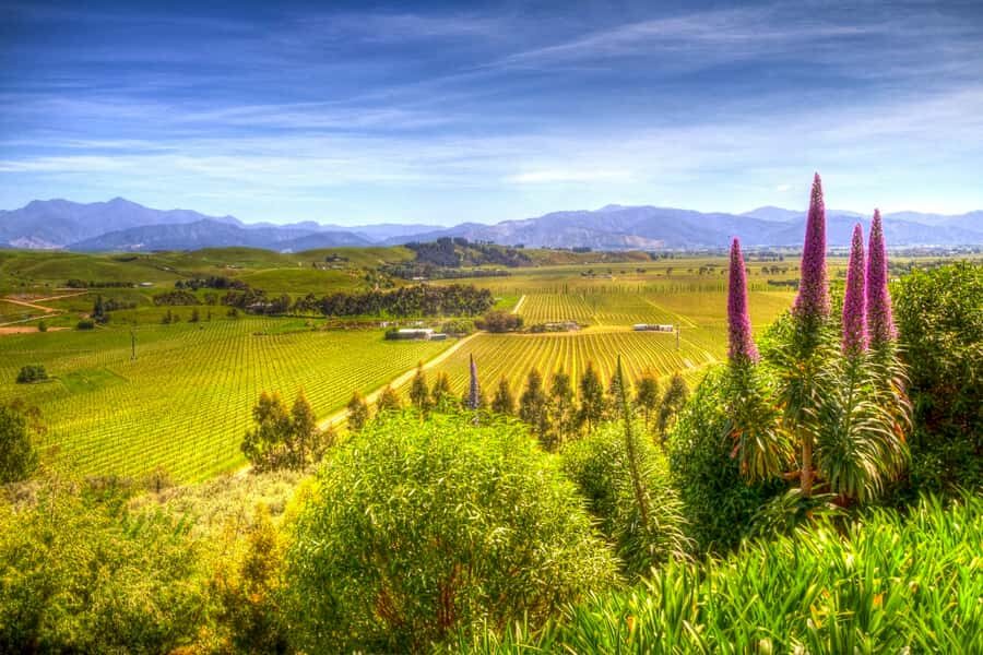 From Blenheim/Picton: Marlborough Gourmet Wine Tasting Tour - Frequently Asked Questions