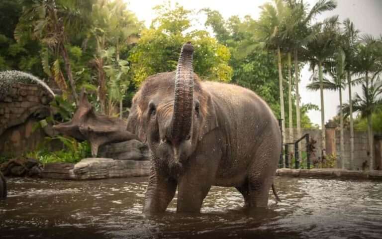 From Brisbane: Australia Zoo Transfer and Entry Ticket - What Travelers Say