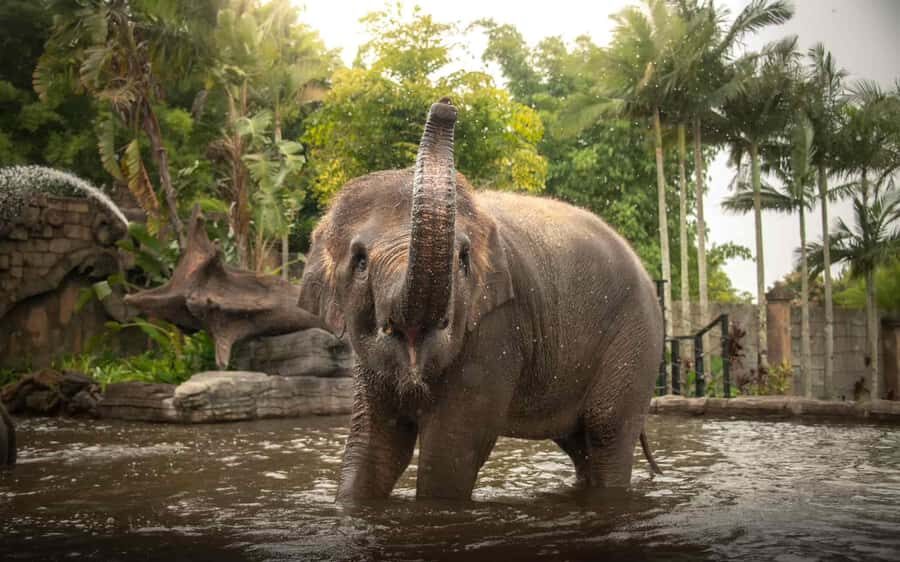From Brisbane: Australia Zoo Transfer and Entry Ticket - What Travelers Say