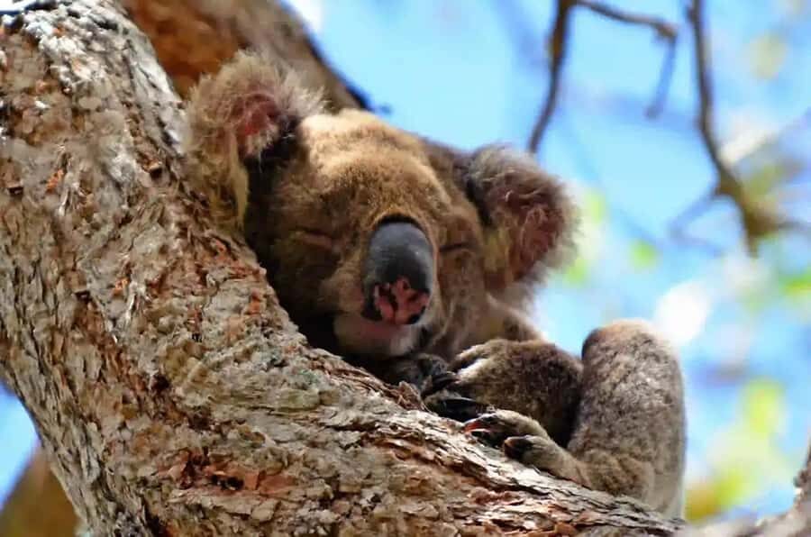 From Brisbane: Gold Coast Day Tour with Lunch - A Deep Dive into the Day Trip Experience