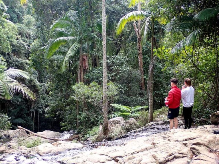 From Brisbane: Maiala Rainforest Private Tour - Final Thoughts