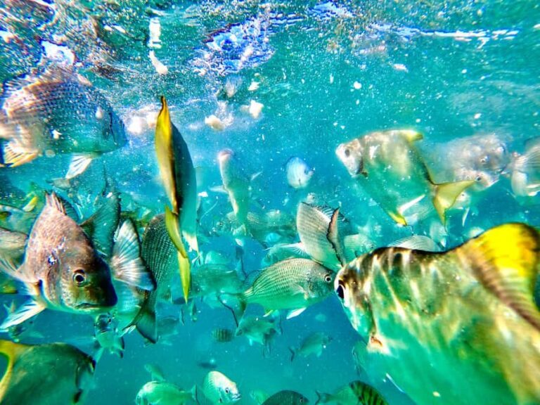 From Brisbane: Moreton Island Full-Day Trip - Transportation and Logistics
