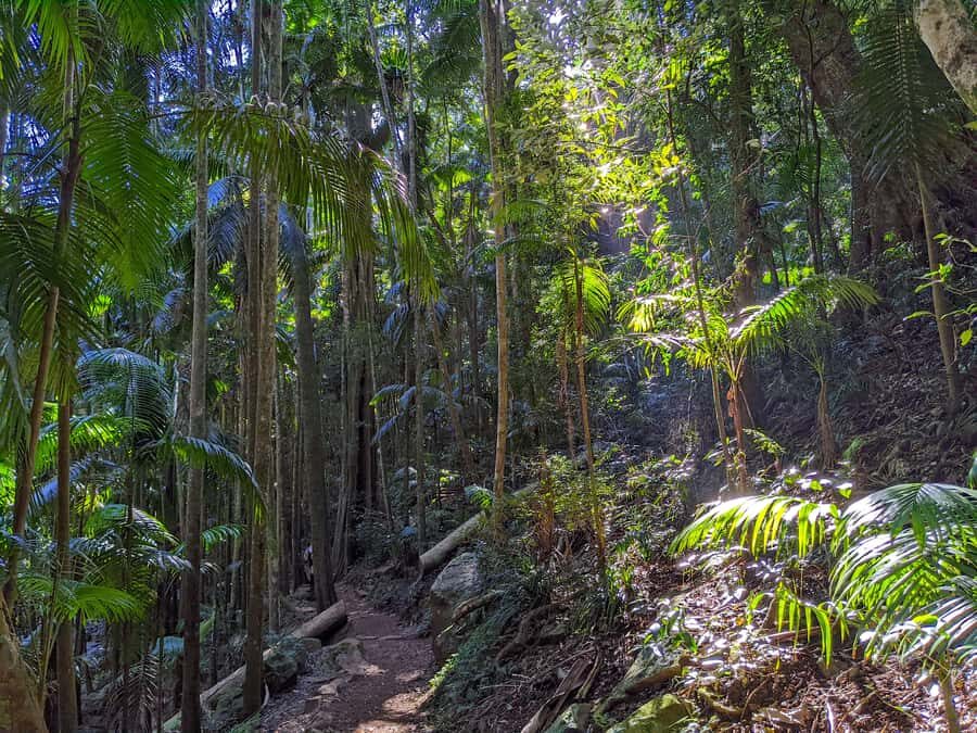 From Brisbane: Tamborine Mountain and Paradise Point Tour - The Value of This Tour