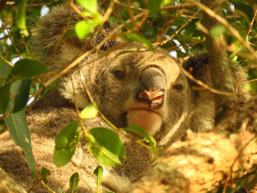 From Byron Bay: Platypus Spotting Walk - The Value of the Experience
