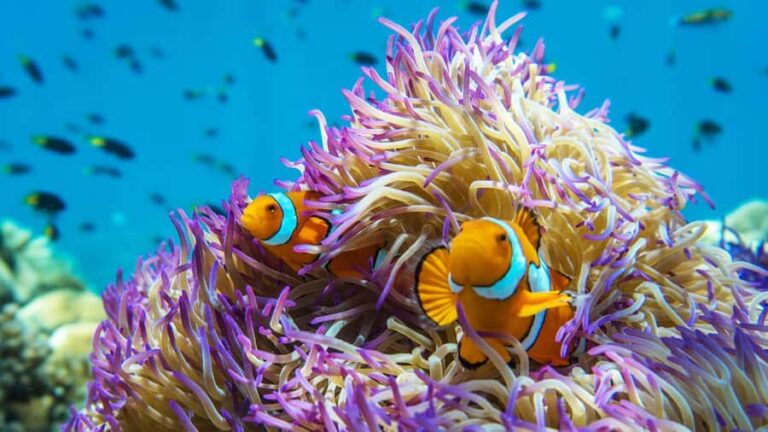 From Cairns: Frankland Island All-Inclusive Day Tour - What to Expect: From Cairns to Frankland Islands