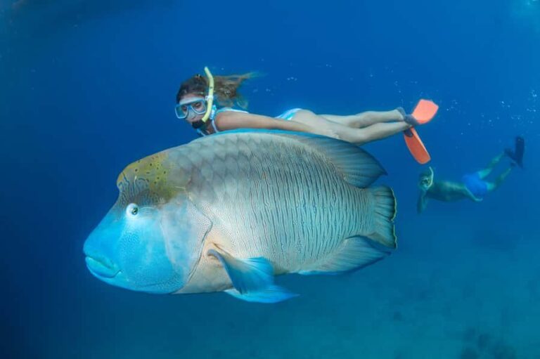 From Cairns: Great Barrier Reef Pontoon Experience - Key Points
