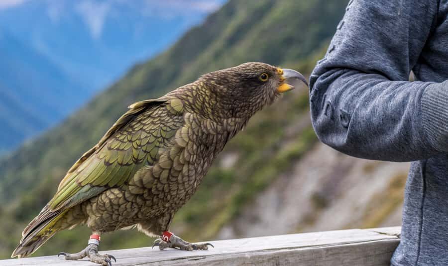 From Christchurch: Arthur's Pass with TranzAlpine & Lunch - Exploring Arthur’s Pass Village