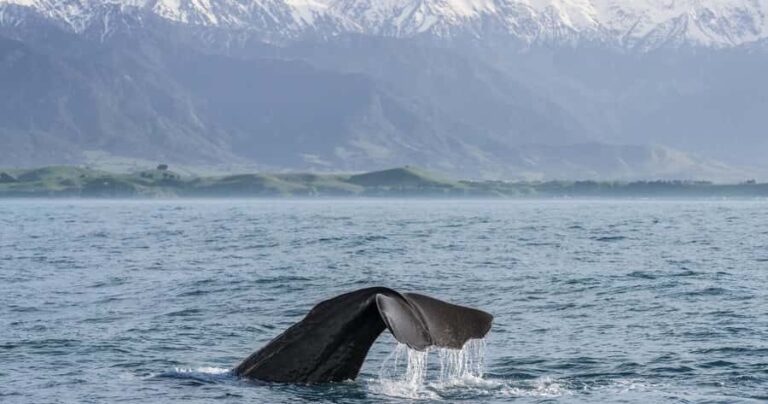From Christchurch: Private Kaikoura Tour with Guide - What Makes This Tour Stand Out?