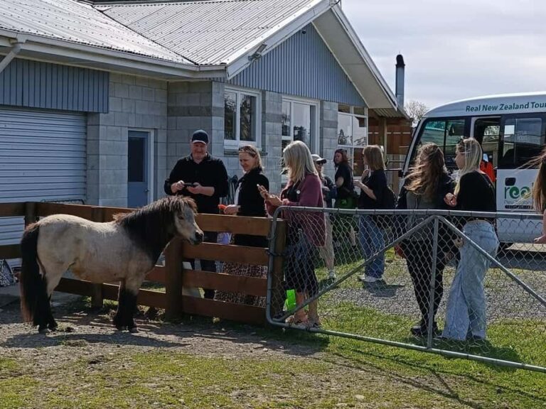 From Christchurch: Sheep Farm Experience with Lunch & Winery - The Experience in Detail